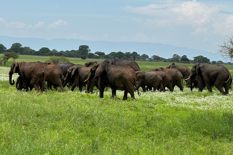 ESCURSIONE DI 1 GIORNO AL PARCO NAZIONALE DI AMBOSELI.