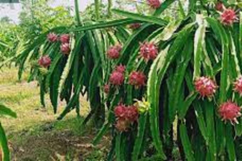 Banyuwangi: Island Hopping, Sunset, & Dragon Fruit Tour