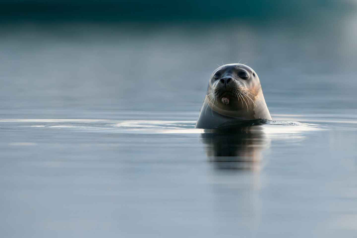 Reykjavik: Snæfellsnes Day Trip with Vatnshellir Lava Cave