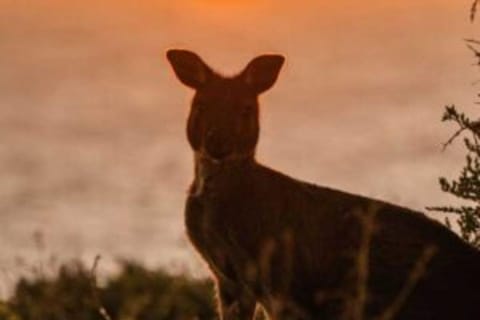 Kangaroo Island: Nocturnal Wildlife Bus Tour - Image 2