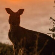 Kangaroo Island: Nocturnal Wildlife Bus Tour