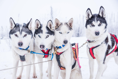 Fairbanks, AK: Tour di un giorno intero &quot;Guida il tuo team di cani&quot;