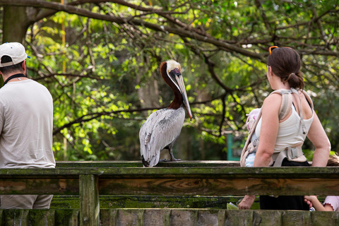 Fort Lauderdale: Flamingo Gardens Entry Ticket