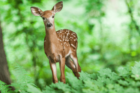 Elephant &amp; Birdwatching Safari in Minneriya with Binoculars