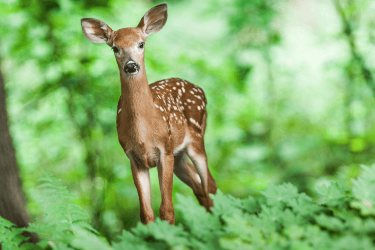 Elephant &amp; Birdwatching Safari in Minneriya with Binoculars