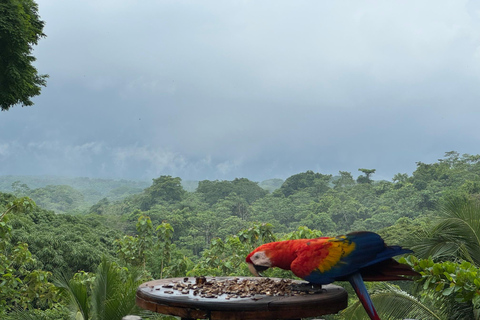 Bijagual Jungle Waterfall Hike & Herradura Beach Adventure