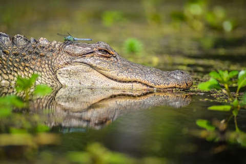 Nueva Orleans: Excursión en Kayak por el Pantano Mágico de ManchacExcursión por el pantano en kayak sin transporte