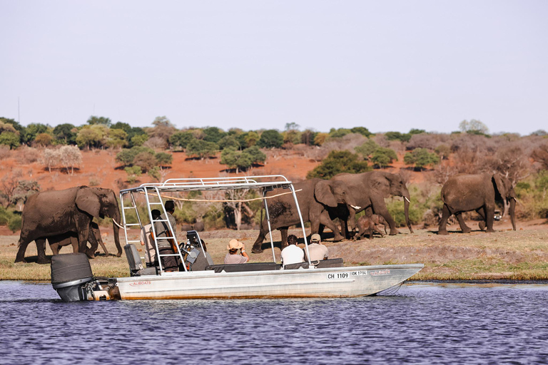 Chobe River Private 3 Hour Boat Safari