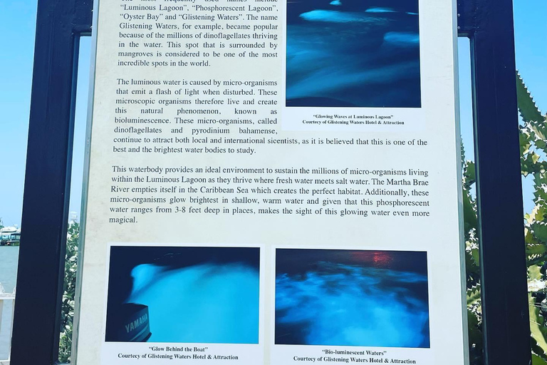 Bob Marley, Blue Hole, Secret Falls and Luminous Lagoon Tour From Montego Bay/ Falmouth/ Trelawny