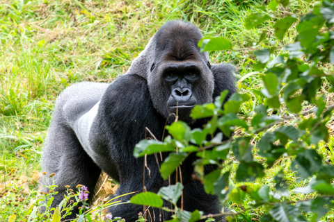 3 Days Gorilla Trekking Mist and Batwa Experience.