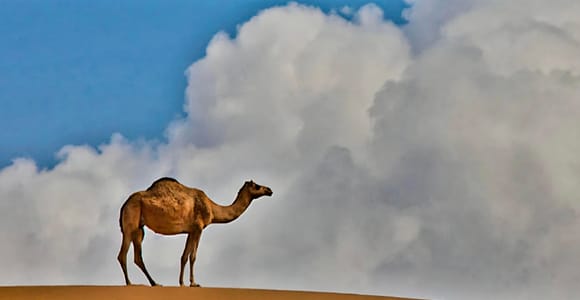Muscat: Private Family-Friendly Wadi and Desert Day Trip