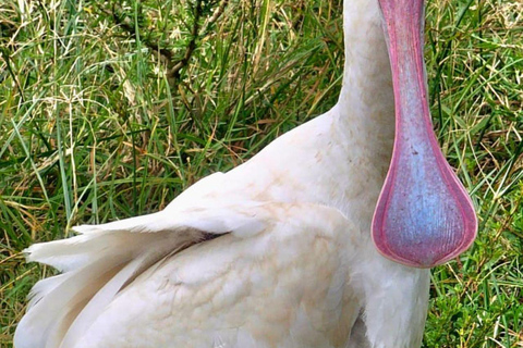 Nairobi: Half Day guided tour to Nairobi National Park