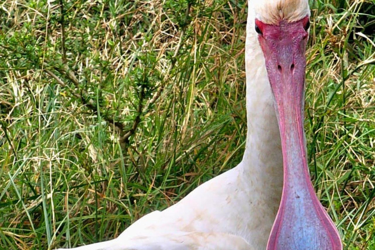 Nairobi: Half Day guided tour to Nairobi National Park