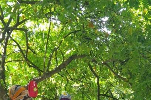 ZANZIBAR: matlagningskurs och bytur