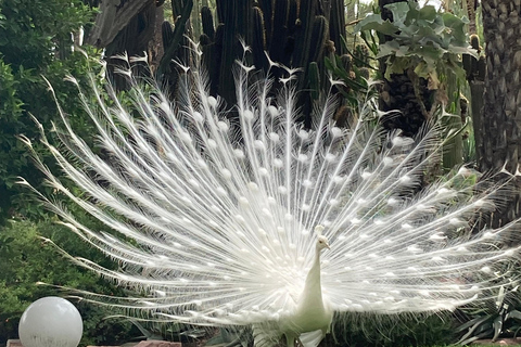 Elche: bilet wstępu do Narodowego Ogrodu Artystycznego Huerto del CuraElche: Bilet wstępu do Narodowego Ogrodu Artystycznego Huerto del Cura
