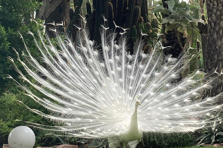 Elche: bilet wstępu do Narodowego Ogrodu Artystycznego Huerto del CuraElche: Bilet wstępu do Narodowego Ogrodu Artystycznego Huerto del Cura