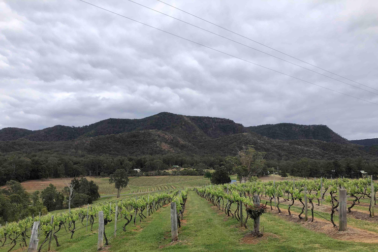 Depuis Haymarket : Excursion d&#039;une journée dans la Hunter Valley pour découvrir les vins et la faune