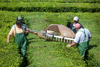 Ponta Delgada, Full Day Tour Furnas Hot Springs & Gastronomy - Housity
