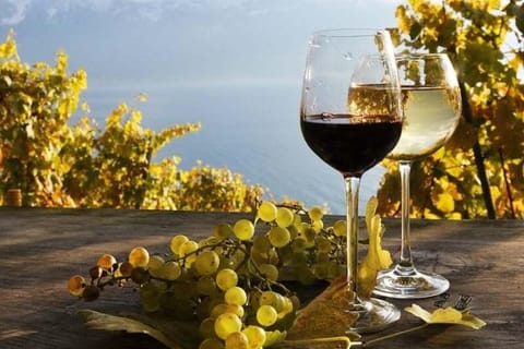 From Zurich: Swiss Vineyard Tour with Wine Tasting & Lunch