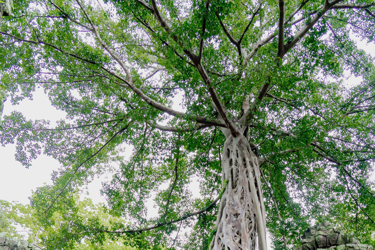 6-Day Authentic Cambodia Tour from Siem Reap to Battambang