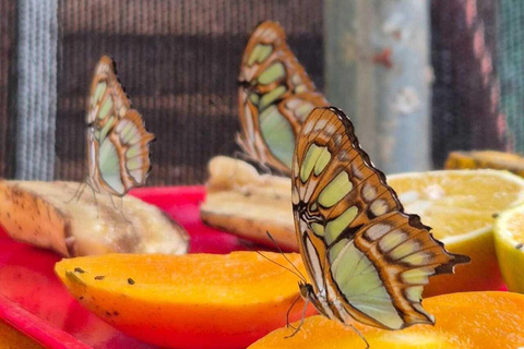 Mariposario Sierra Nevada Entry Ticket