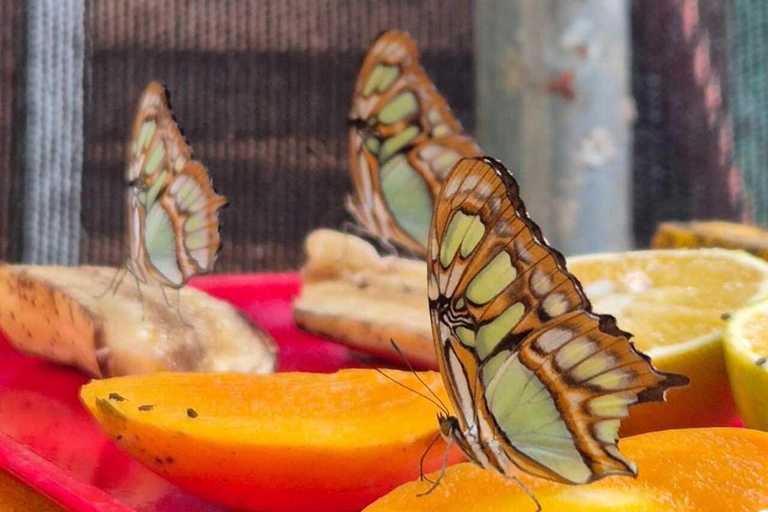 Mariposario Sierra Nevada Entry Ticket