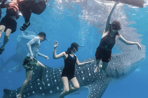 Boracay Whale Shark Watching with Transfer (Libertad)