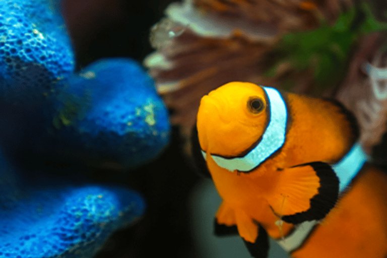 Mexico City: Fast Pass Ticket to Acuarium Inbursa