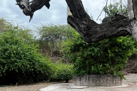 Isabela: Full Day with Penguins, Flamingos, Turtles, and Blue Sharks