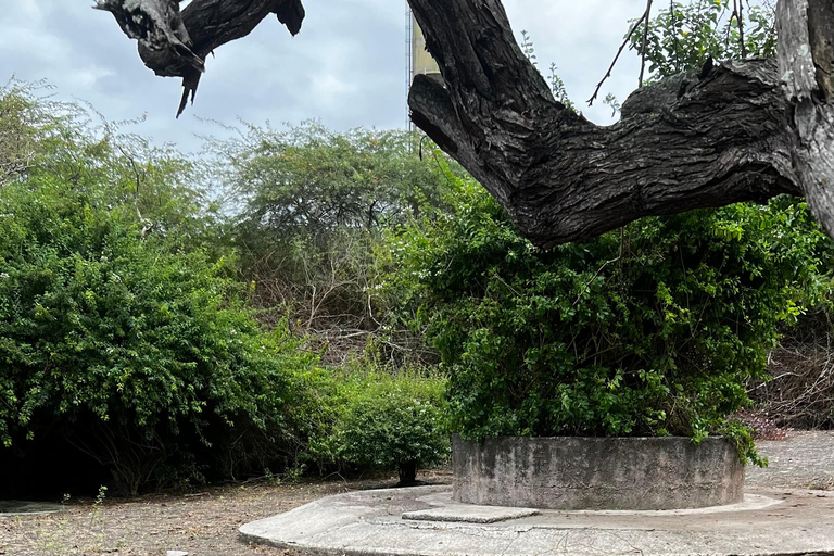 Isabela: Full Day with Penguins, Flamingos, Turtles, and Blue Sharks