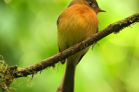 Monteverde: Tour di mezza giornata dedicato al birdwatchingTour di gruppo condiviso