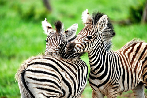 Chobe National Park Express Land Safari + Pickup