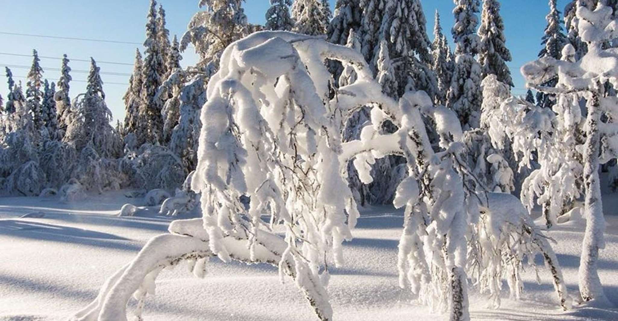 奥斯陆奥斯陆,奥斯陆马马克森林向雪鞋游 - Hizvo