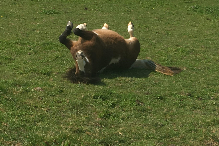 Equicoaching - experience the connection with horses in Normandy Family equicoaching: experience connection with horses - Normandy