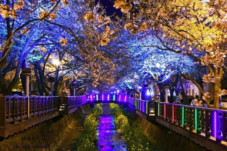 Busan: Jinhae Cherry Blossom Day & Night or 1 Day Tour Group Night Tour / Where Cherry Blossoms Define Jinhae
