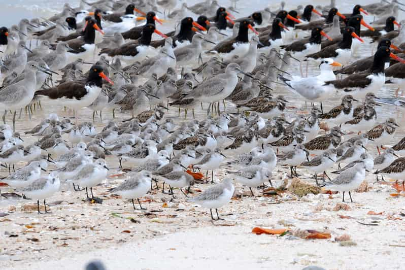 Marco Island: 2-Hour Dolphin, Birding, and Shelling Tour | GetYourGuide