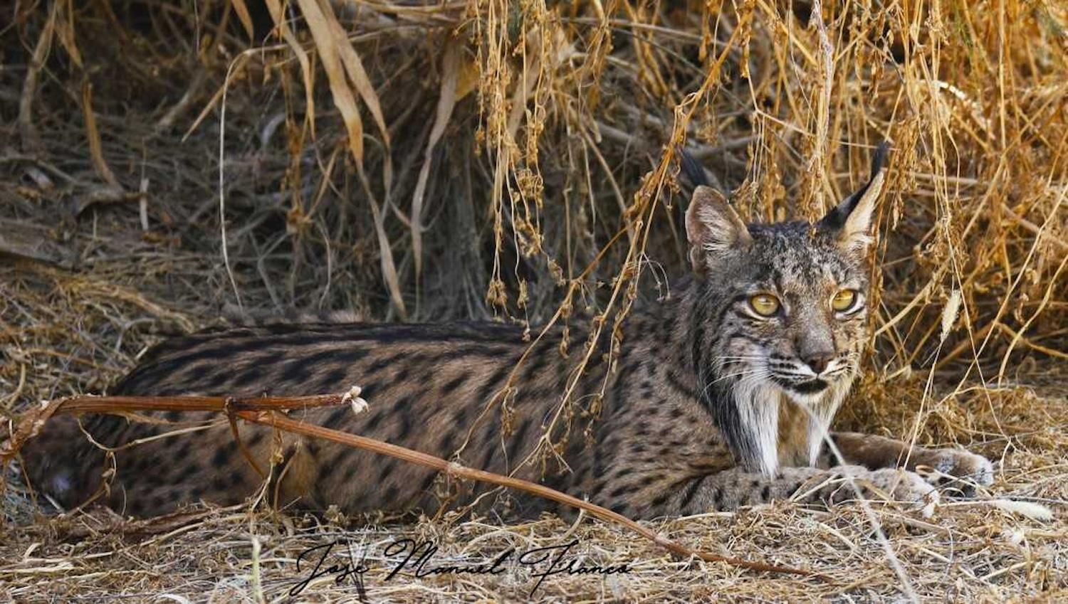 Entdecke Doñana und den Iberischen Luchs: Premium-Natur-Tour