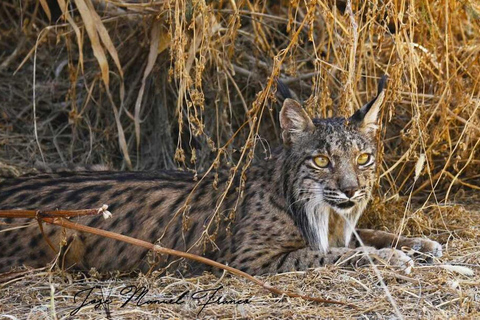 Discover Doñana & Iberian Lynx: Premium Nature Tour