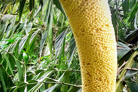 UNESCO Kitul Production Program Tour in a Kandy Village