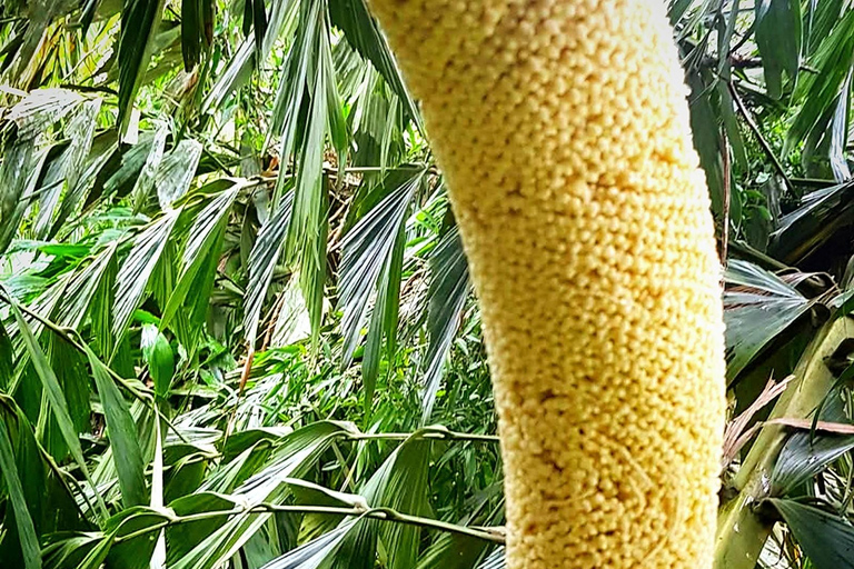 UNESCO Kitul Production Program Tour in a Kandy Village