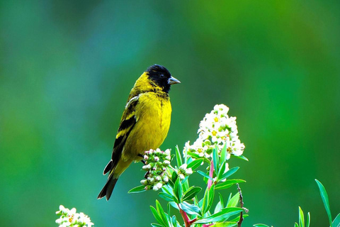 Cusco: Hummingbird Sanctuary Tour — 30+ Bird Species with transfers