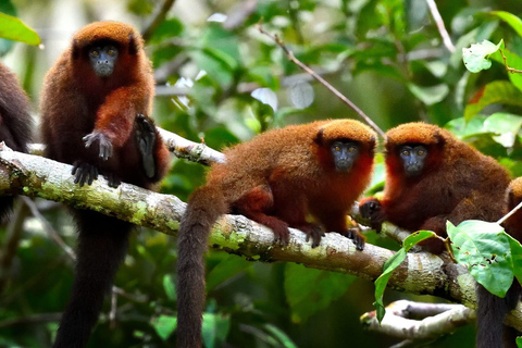 From Cusco: Manu Wildlife & Cloud Forest 3-Day Adventure