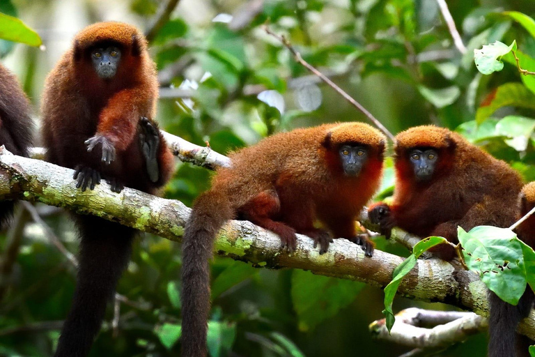 From Cusco: Manu Wildlife & Cloud Forest 3-Day Adventure
