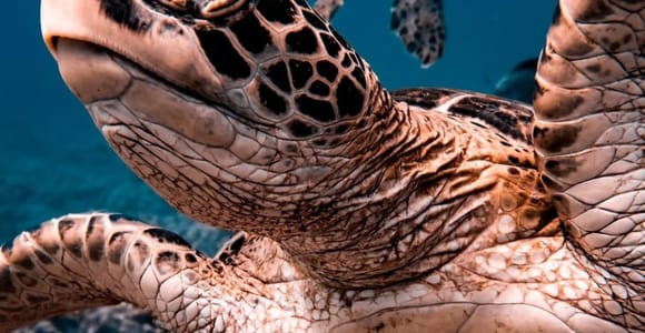 Muscat: Daymaniat Islands Snorkeling Tour with Refreshments