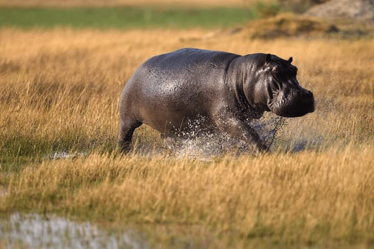 Beste Tagestour zum Ngorongoro-Krater-ISMANI TOURS AND SAFARIS