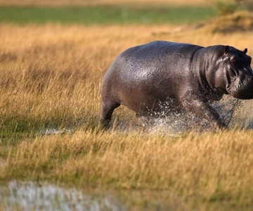 Mejor excursión de un día al cráter del Ngorongoro-ISMANI TOURS AND SAFARIS