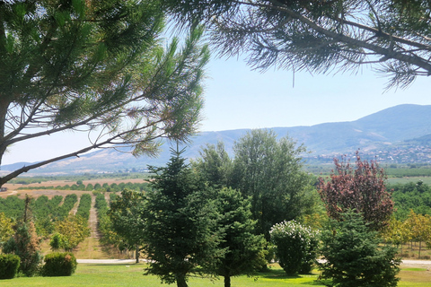 From Plovdiv: Wine Escape to the Rhodope Foothills