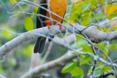 Ko Lanta: Halvdagsutflykt EXPLORE MANGROVE med KAYAKING Tour