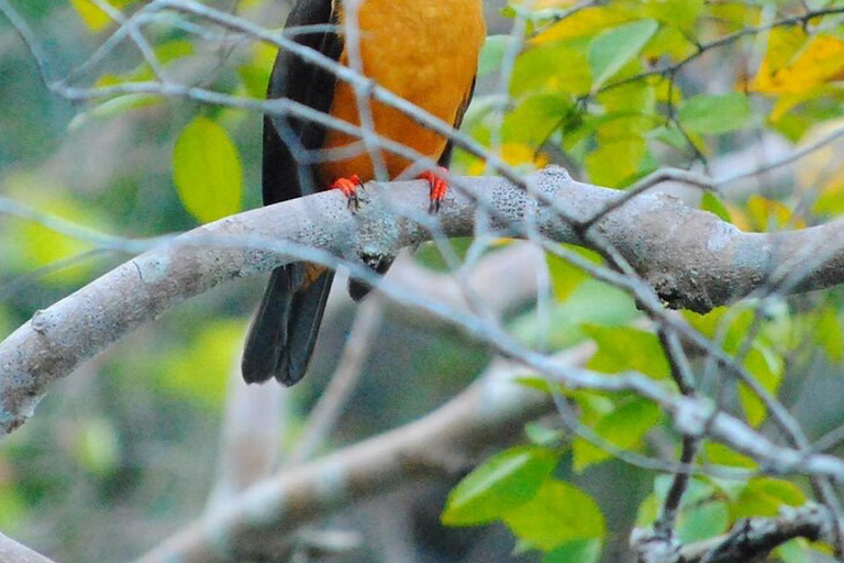 Ko Lanta: Half Day Tour EXPLORE MANGROVE by KAYAKING Tour