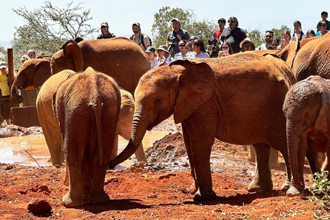 Van Nairobi: Olifantenweeshuis, Giraffecentrum en Bomas